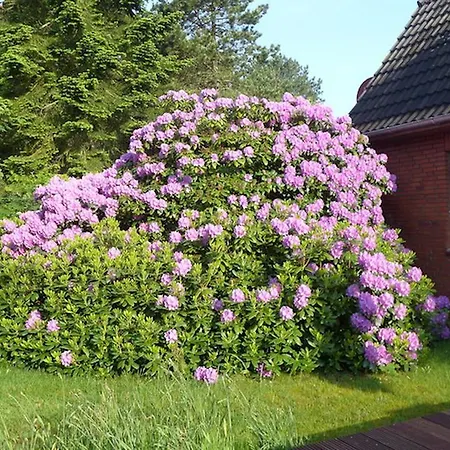 *koggenhues* * Norddorf